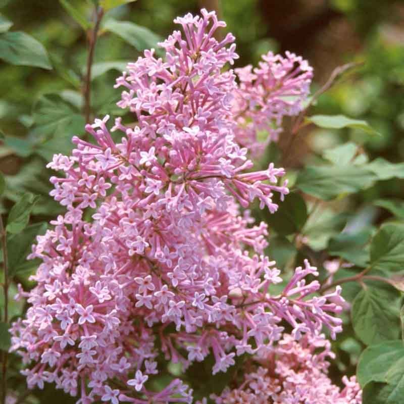 Syringa Josee Reblooming Lilac